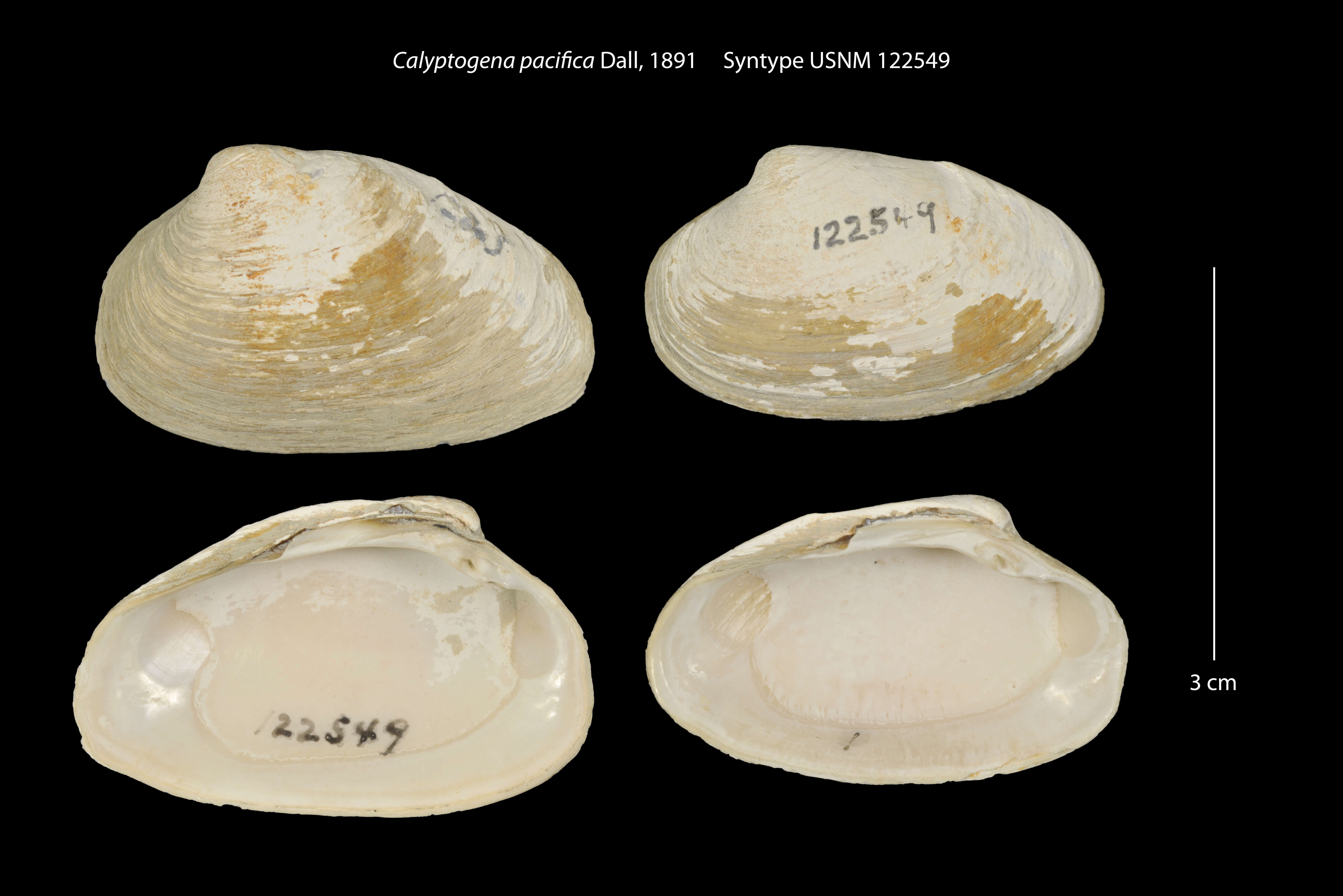 Calyptogena pacifica Dall 1891的圖片