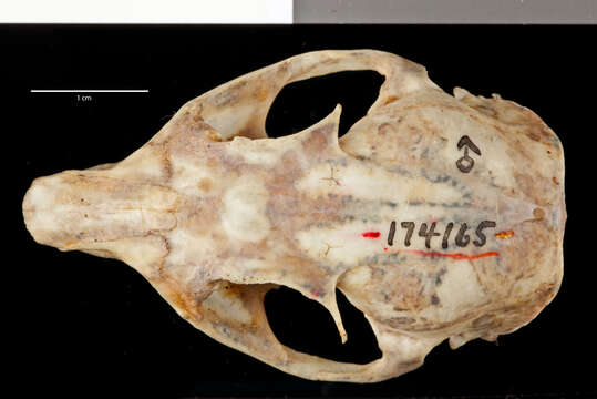 Image of Callospermophilus lateralis tescorum (Hollister 1911)