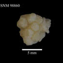 Imagem de Alcyonium membranaceum Kükenthal 1906