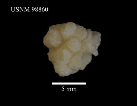 Imagem de Alcyonium membranaceum Kükenthal 1906