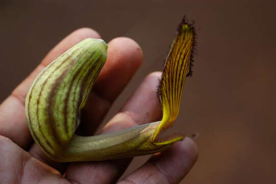 Image of Aristolochia L.