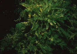 Image of Macroalgae