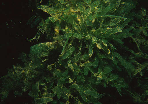 Sivun Caulerpa brachypus kuva