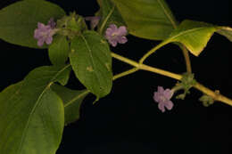 Image of Ruellia inundata Kunth