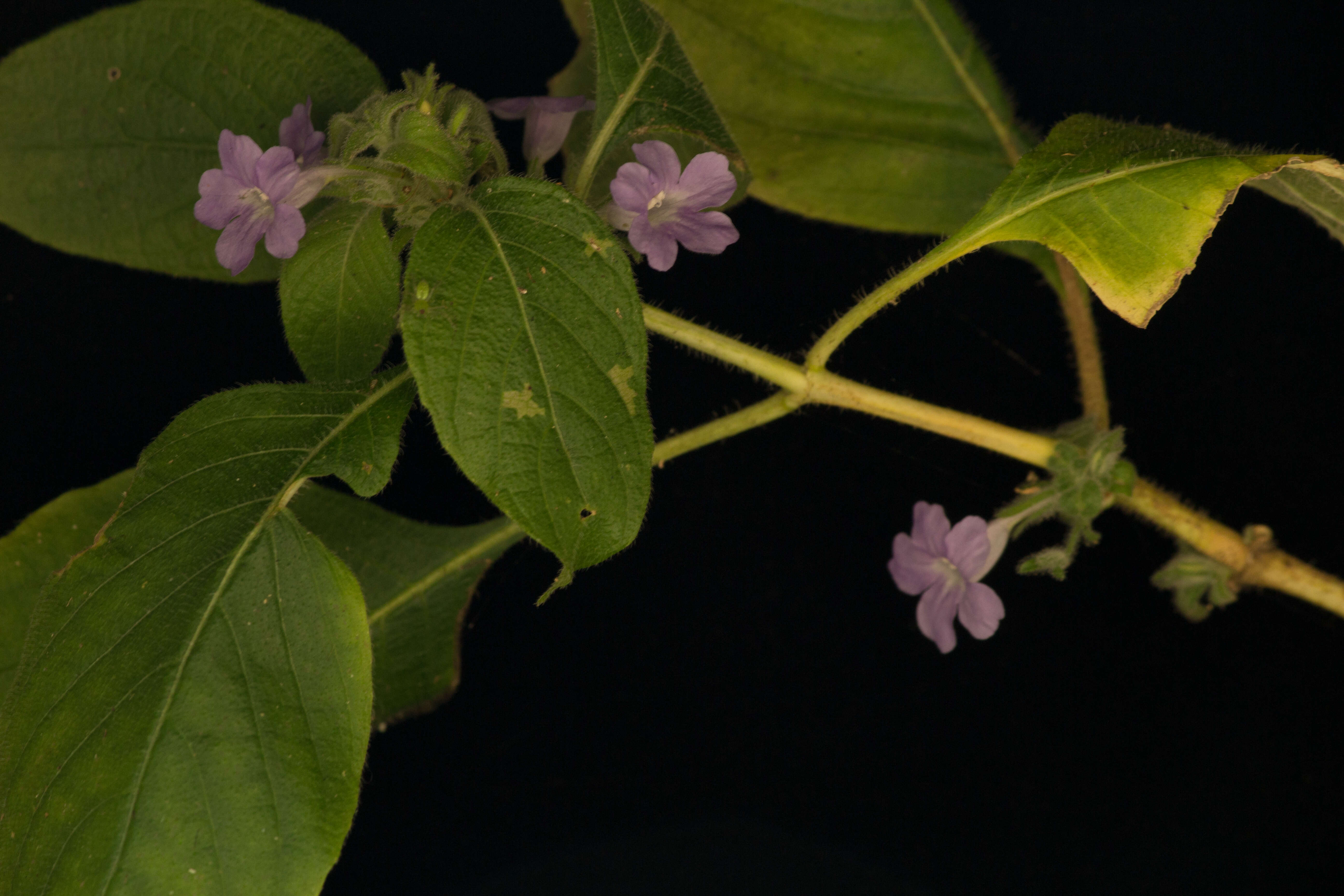 Image of Ruellia inundata Kunth