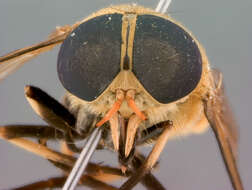 Image of Tabanus jacobi Coher 1963