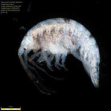 Image of Amphipoda