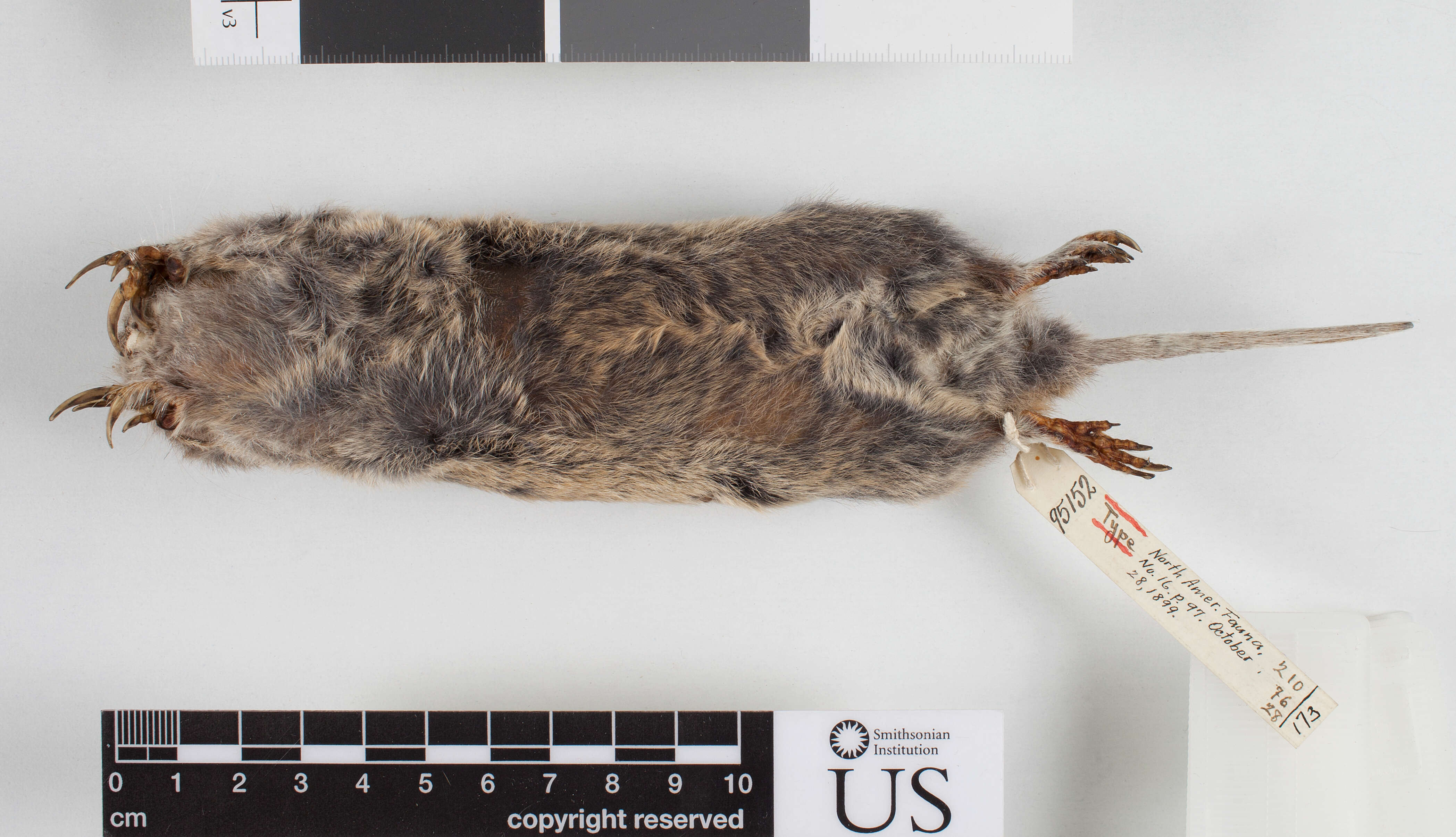 Image of Mountain Pocket Gopher