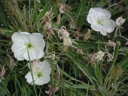 Imagem de Oenothera cespitosa subsp. marginata (Nutt. ex Hook. & Arn.) Munz