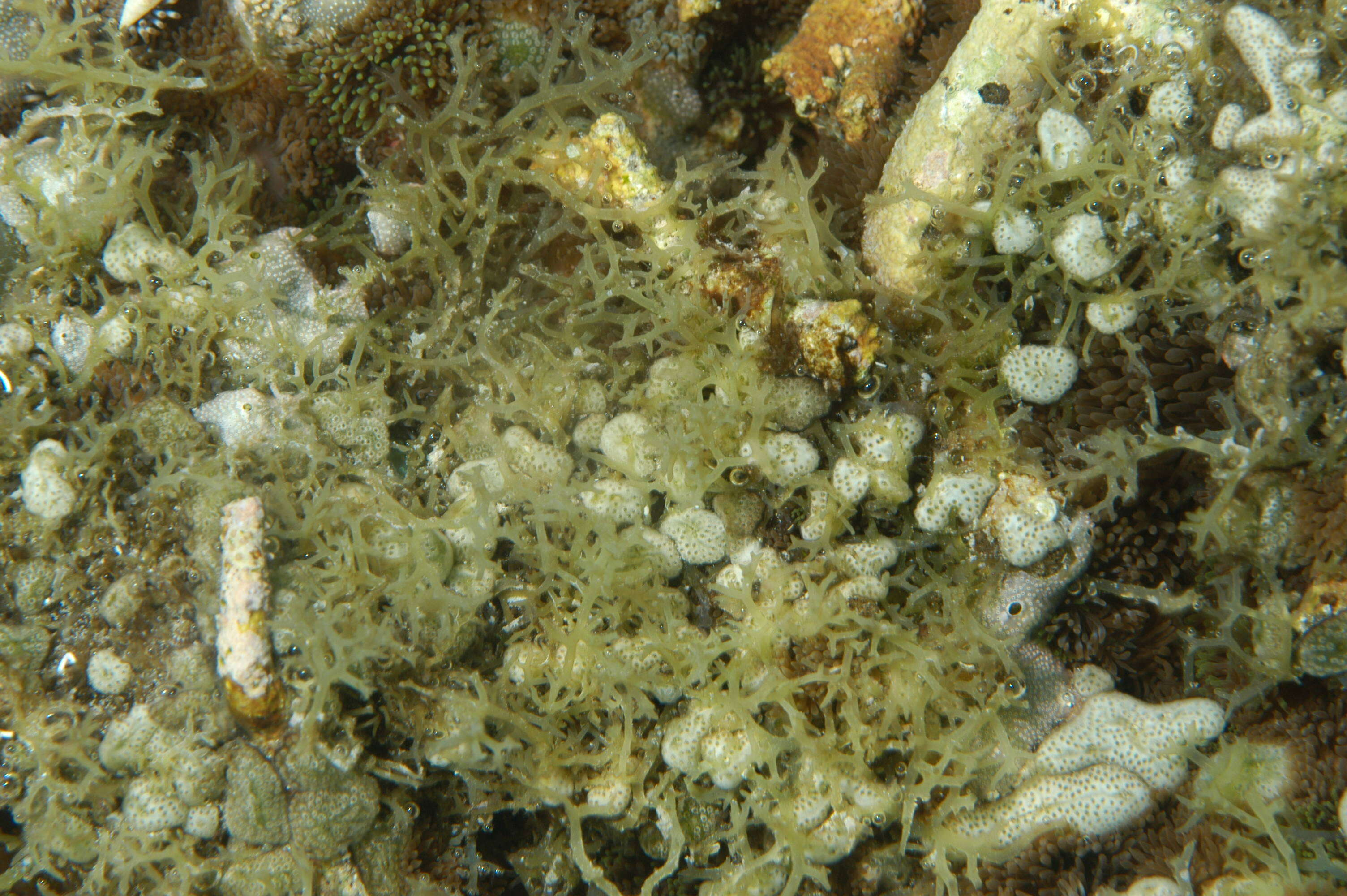 Image de Hypnea musciformis