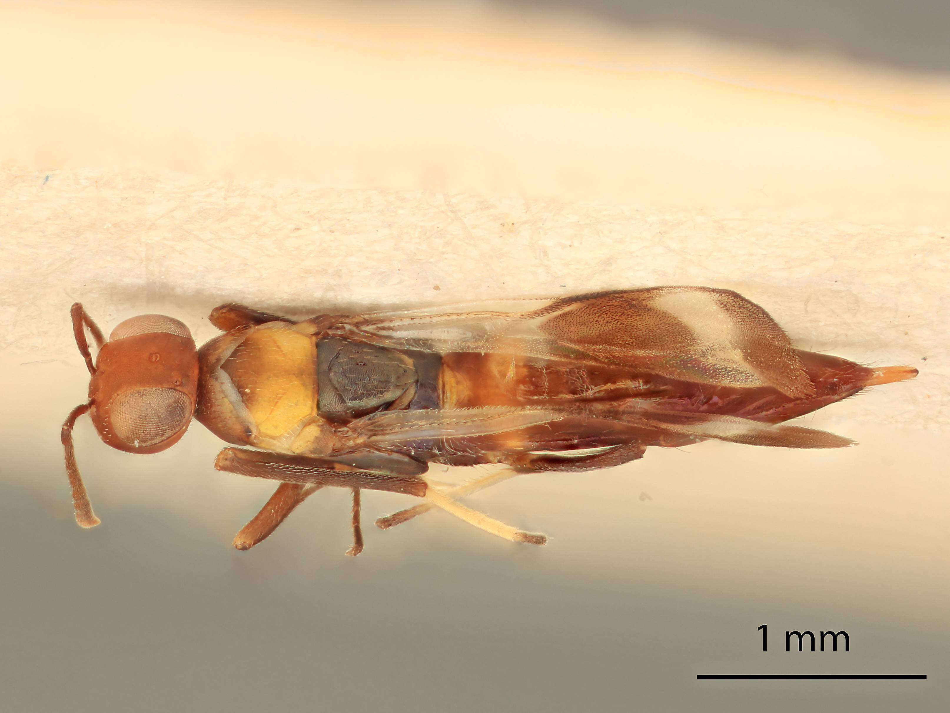 صورة Meromyzobia melanosoma Gordh 1987