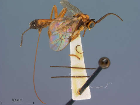 Image of Macrocentrus pallisteri De Gant 1930