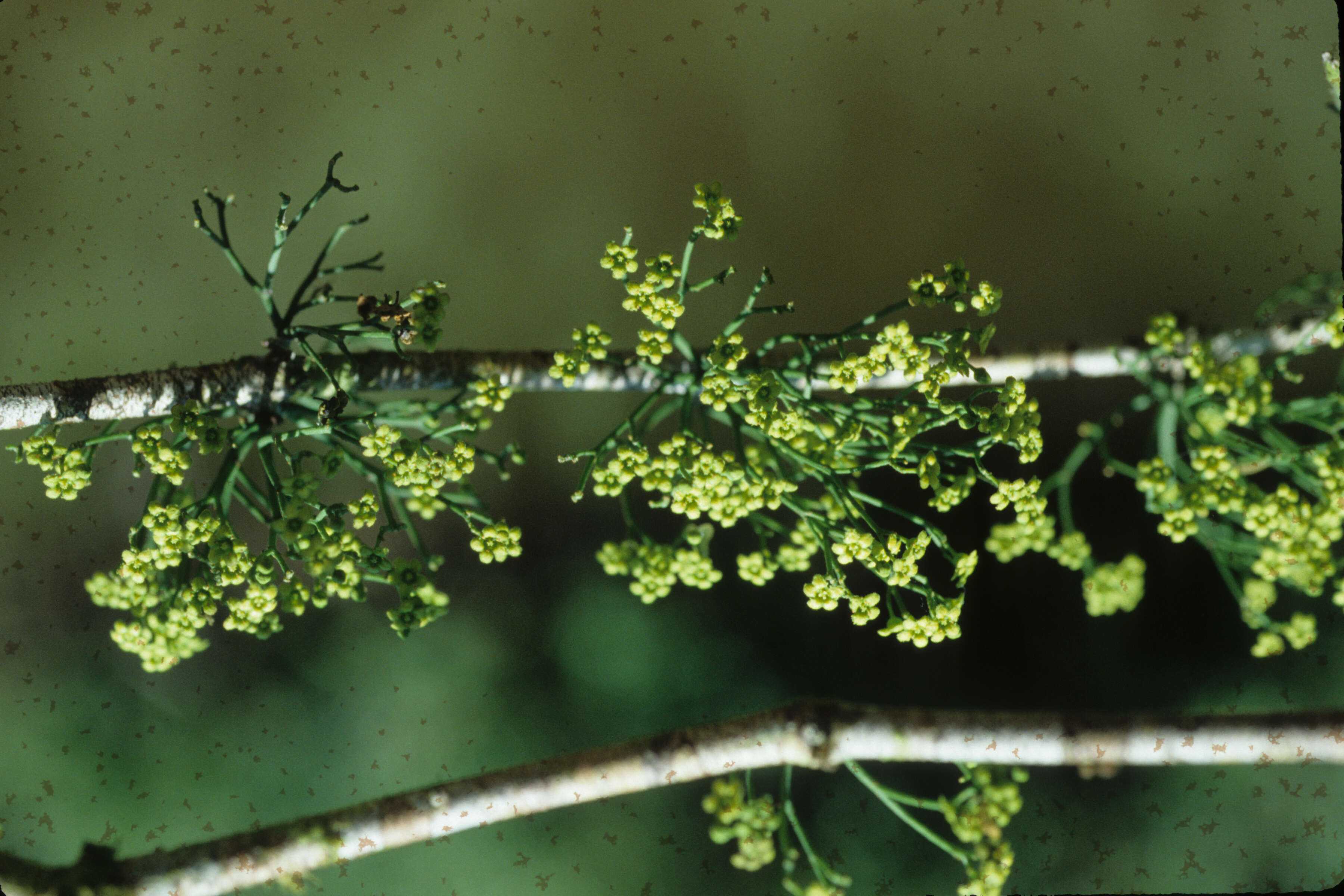 Image of Tontelea emarginata A. C. Sm.