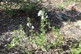 Sivun Scutellaria arenicola Small kuva