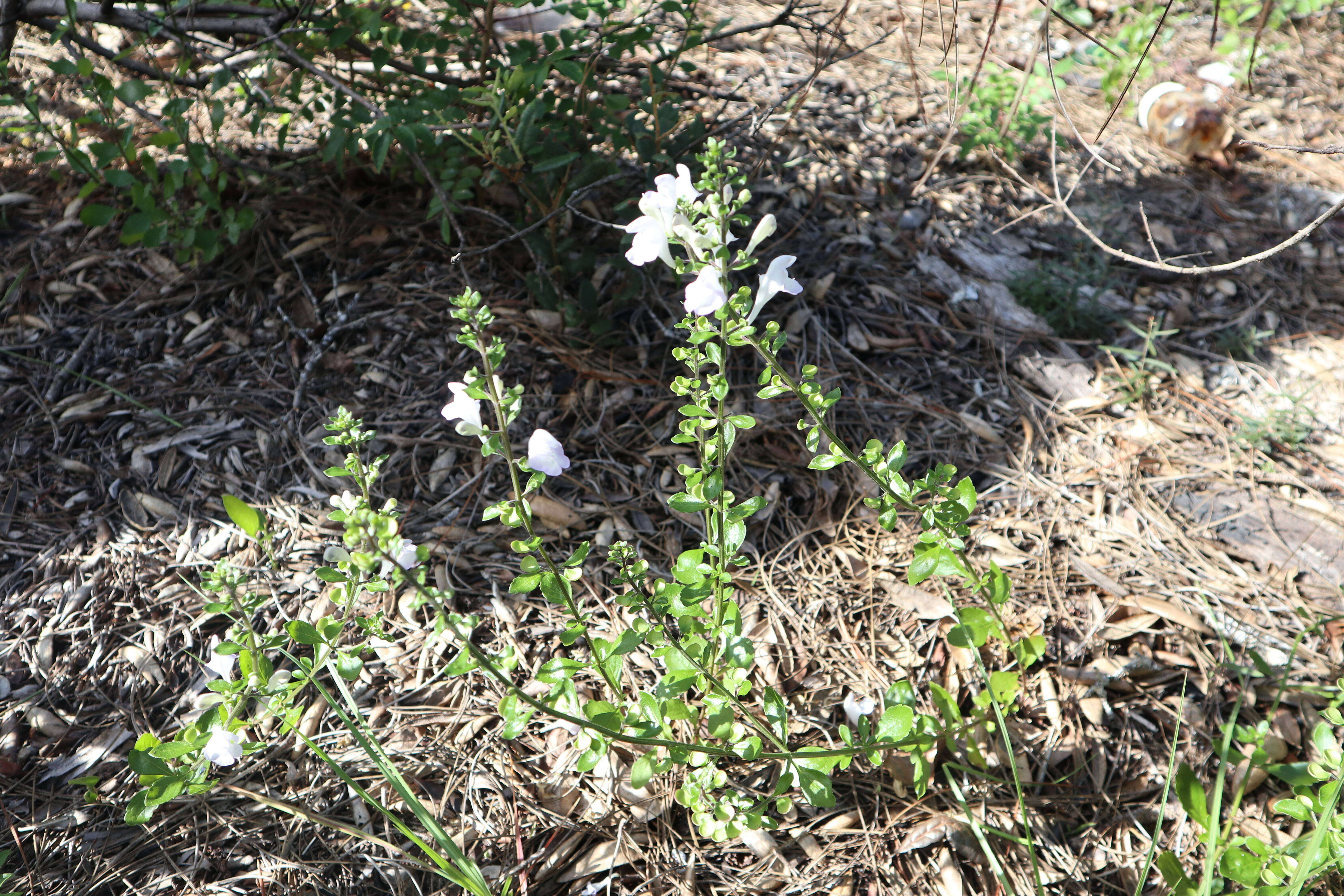 Image of Florida scrub skullcap