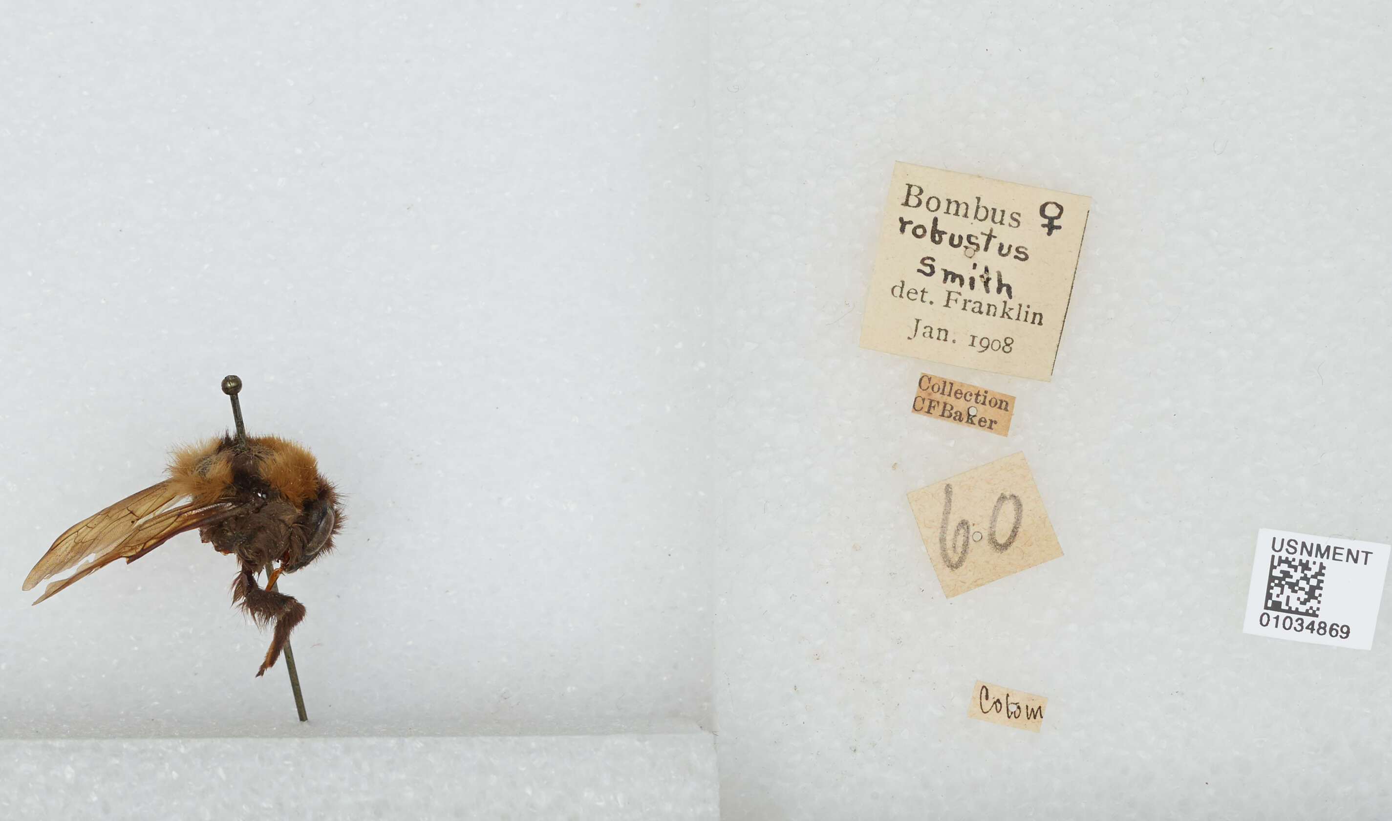 Image of Bombus robustus Smith 1854