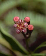 Image of Polyscias bisattenuata (Sherff) Lowry & G. M. Plunkett