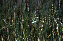 Image of Triticum L.