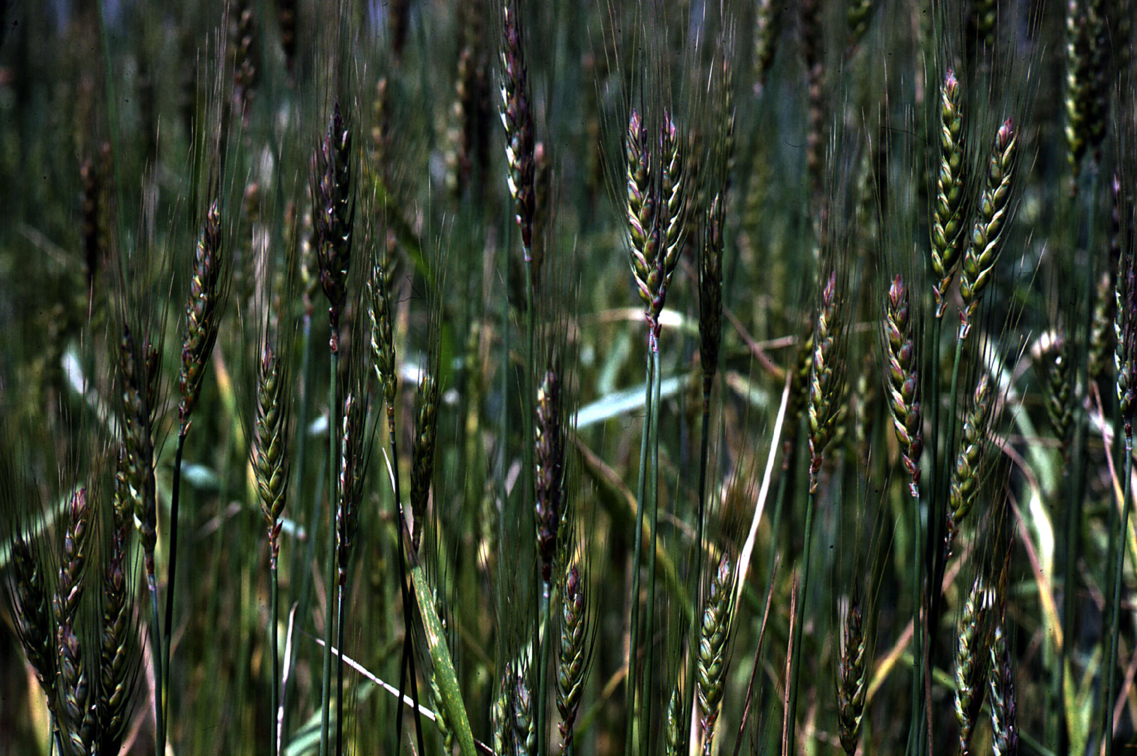 Image of Triticum L.