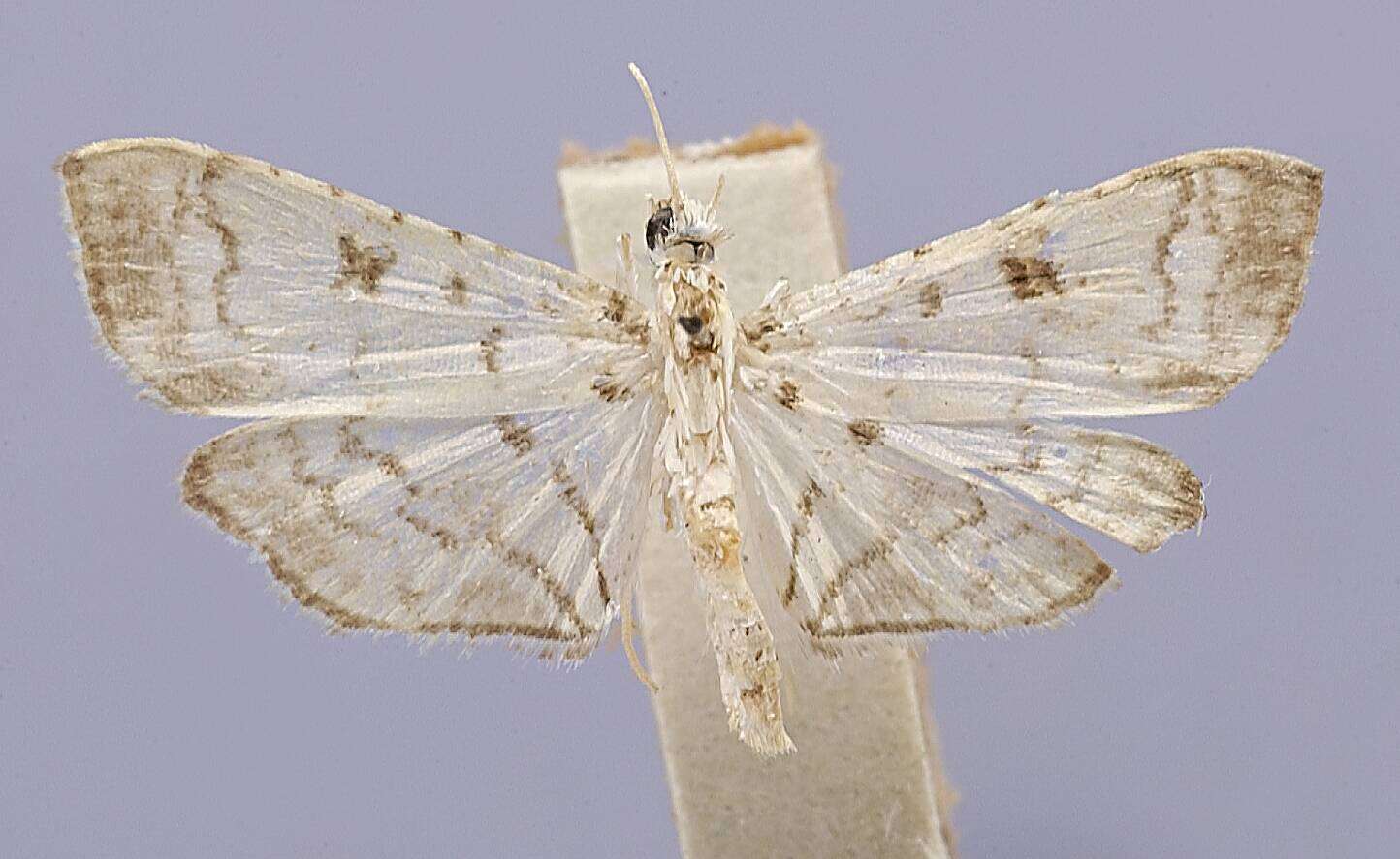 Image of Bocchoris sparsalis Dyar 1914