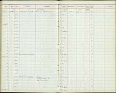 Platysteira peltata mentalis Barboza du Bocage 1878的圖片