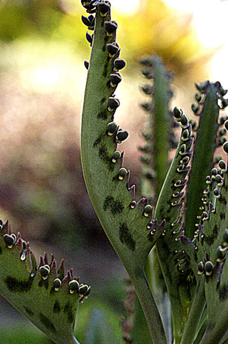 Image of devil's backbone