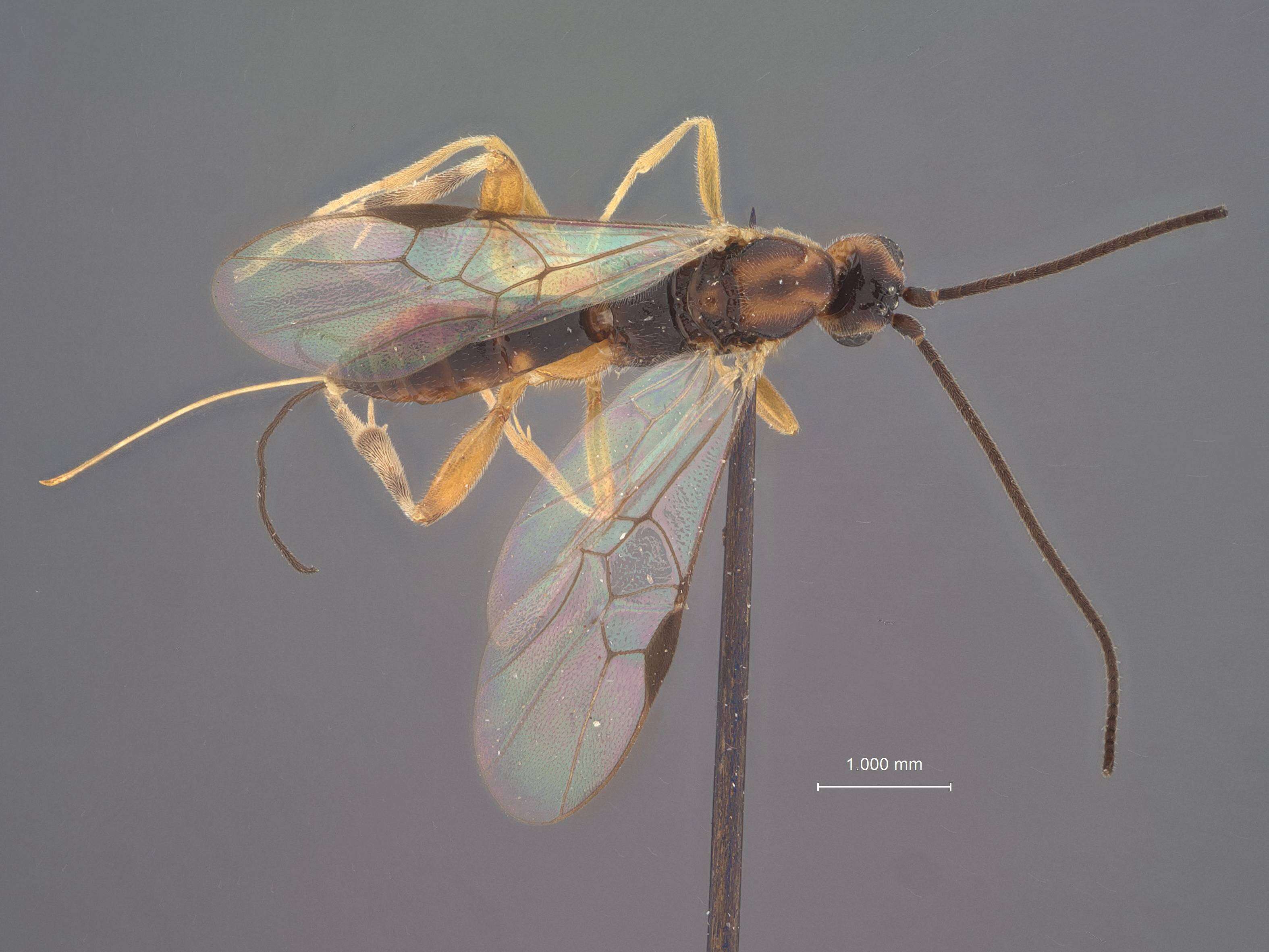 Image of Orgilus melissopi Muesebeck 1970