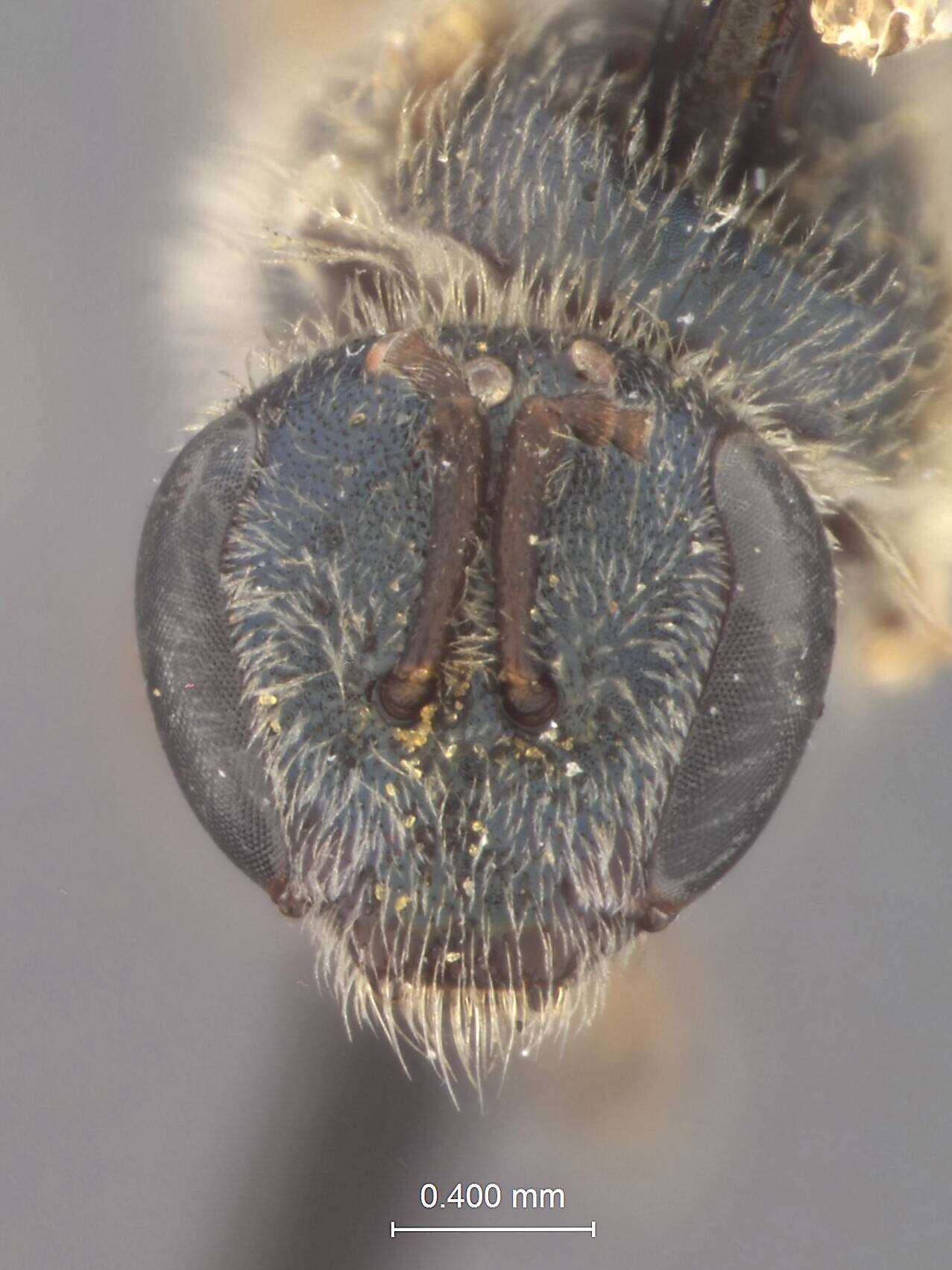 Image of Halictus