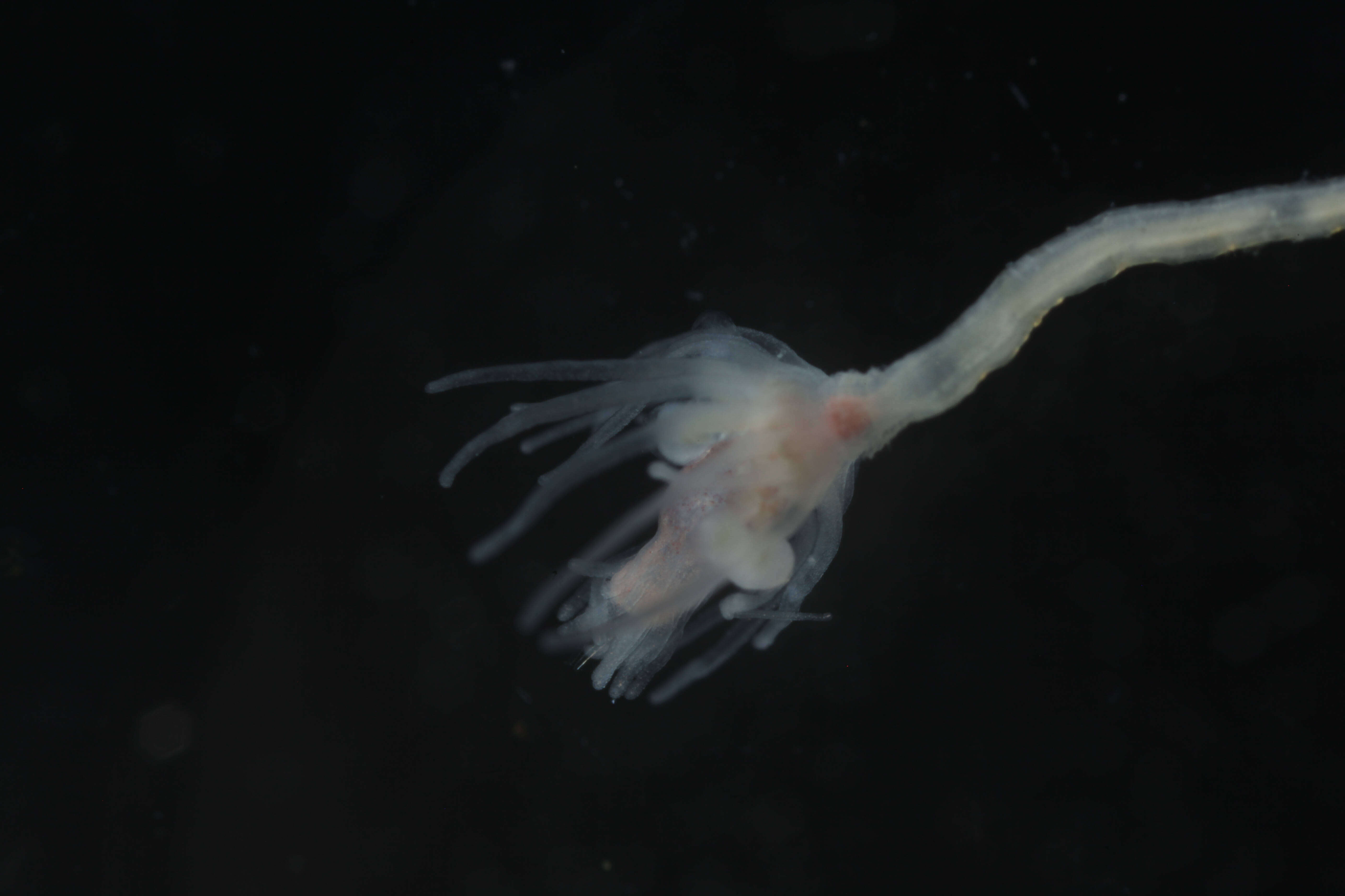 Image of pinkmouth hydroid