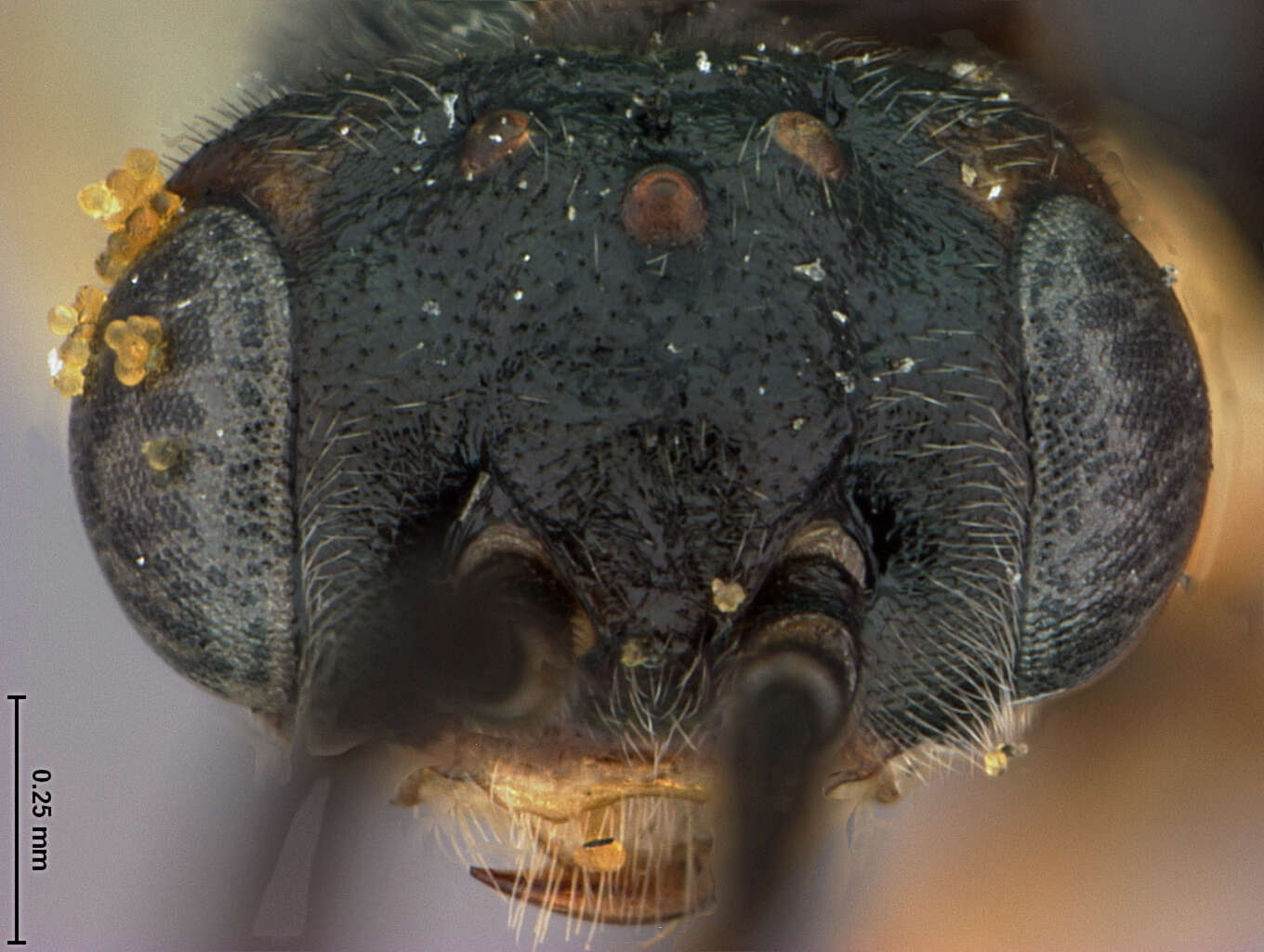 Image of Pontania pusilla Lindqvist 1964