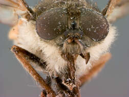 Image of <i>Hybomitra nola</i> Philip