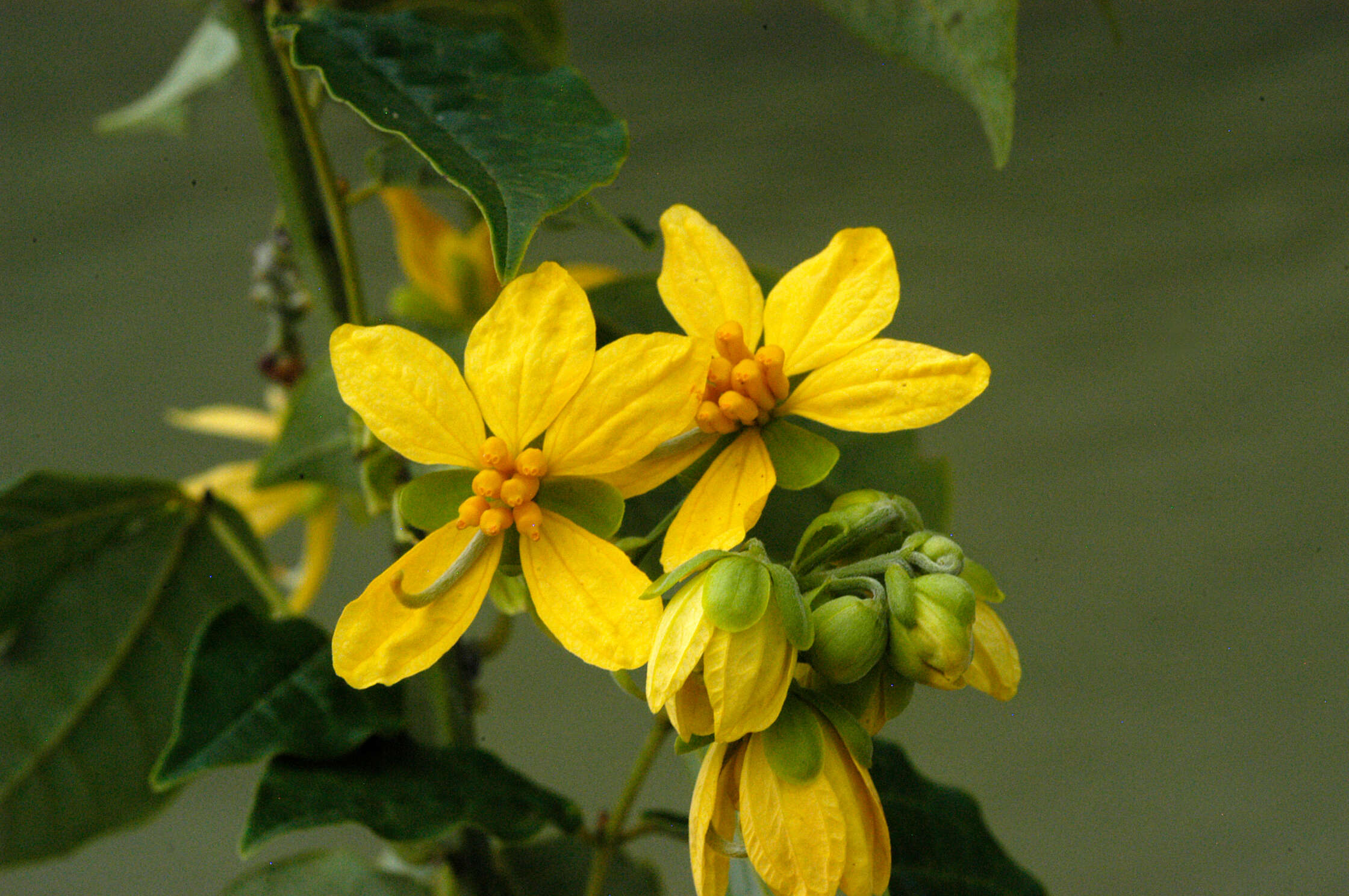 Image of Senna undulata (Benth.) H. S. Irwin & Barneby