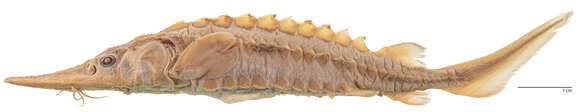 Image of Gulf Sturgeon