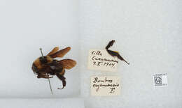 Image de Bombus medius Cresson 1864