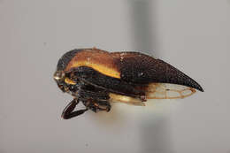 Imagem de Phormophora luteostriga Goding