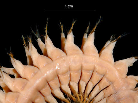 Aglaophamus ornatus bransfieldia Hartman 1967 resmi