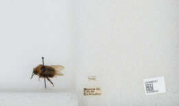 صورة Bombus norvegicus (Sparre-Schneider 1918)