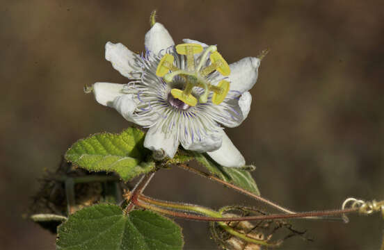 Sivun Passiflora foetida L. kuva