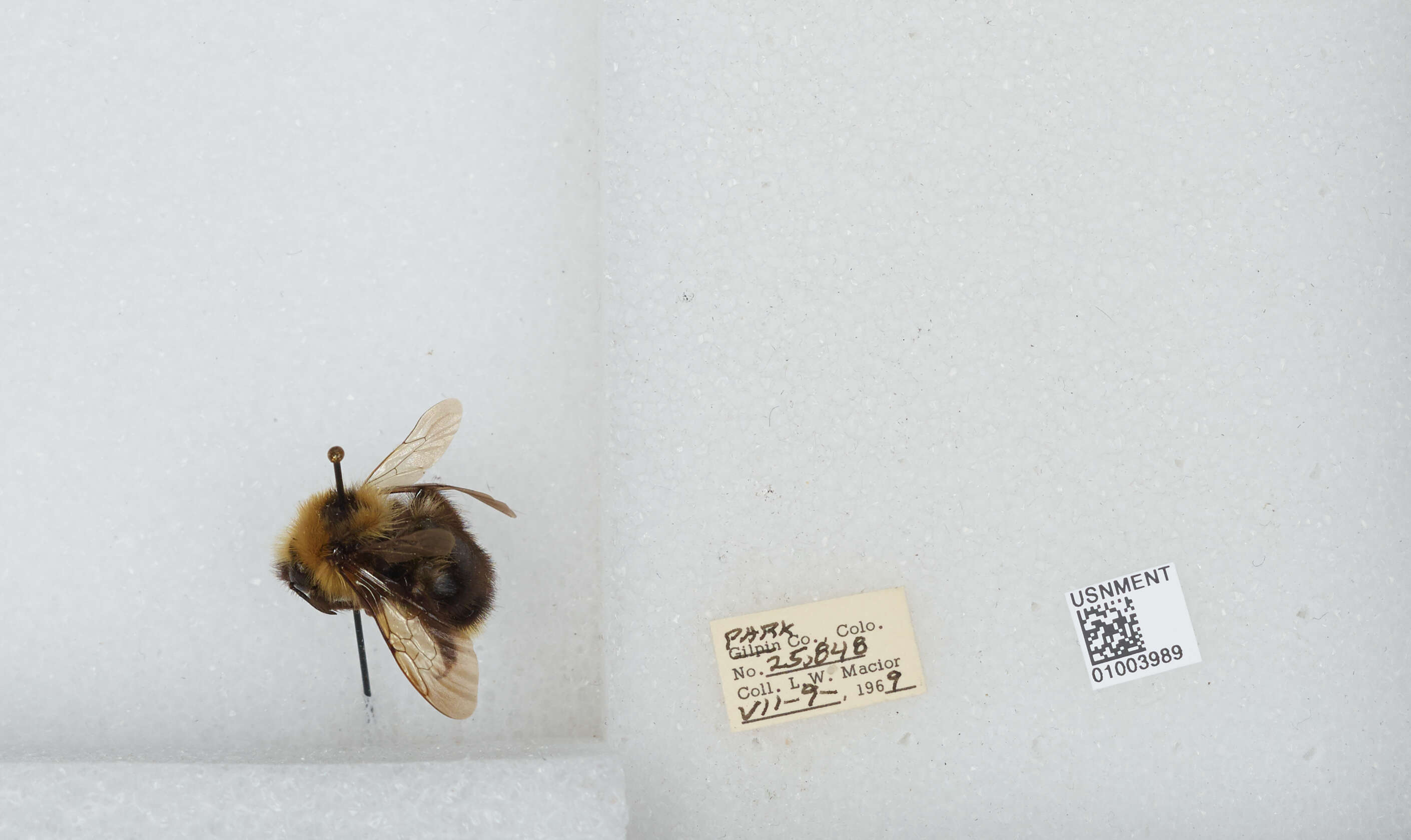 Image de Bombus insularis (Smith 1861)