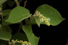 Image of Croton mazapensis Lundell