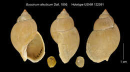 Image of Buccinum aleuticum Dall 1895