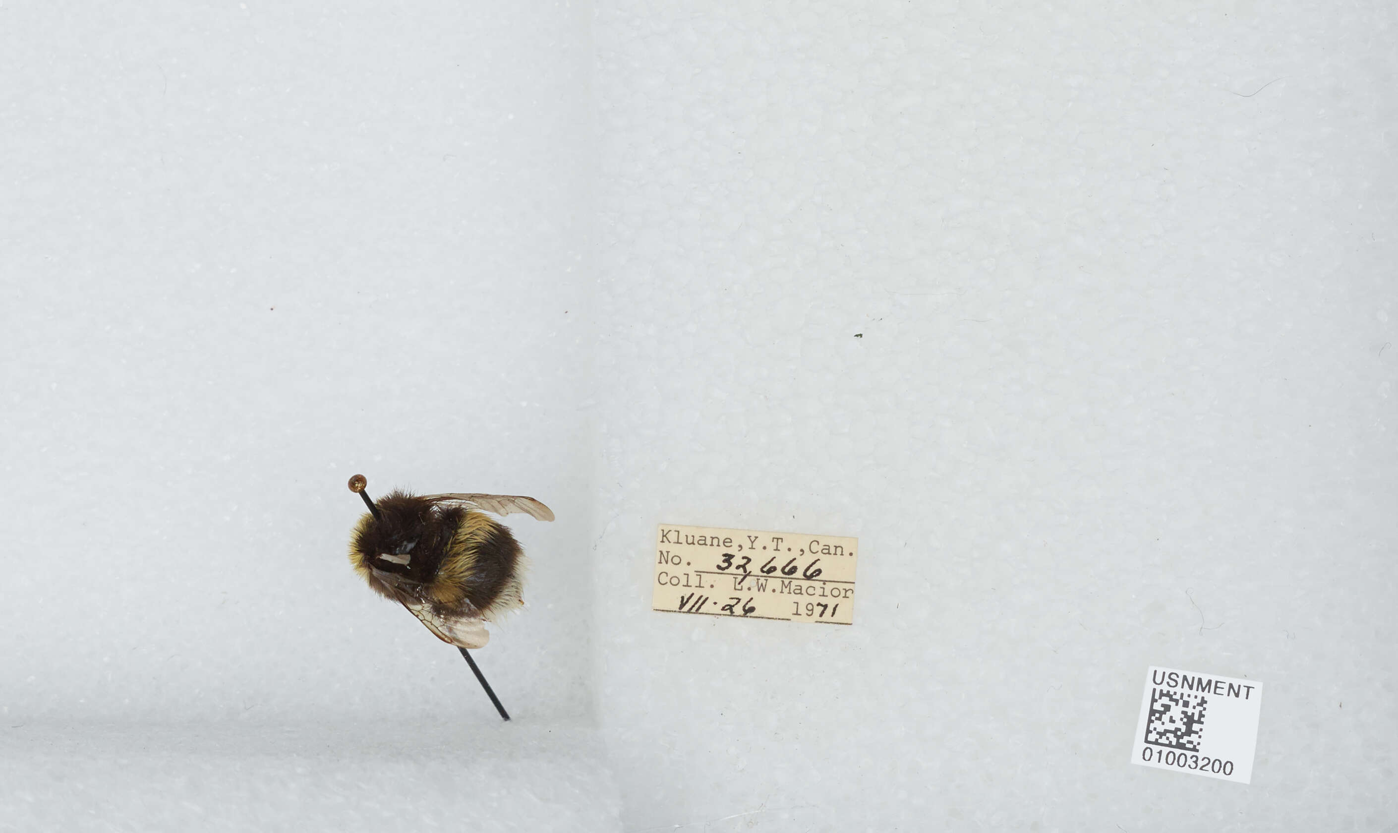 Image of White-tailed bumblebee