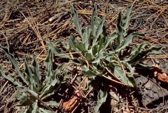 Imagem de Oenothera howardii (A. Nels.) W. L. Wagner