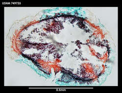 Image of Phyllomenia cornuadentata Salvini-Plawen 1978