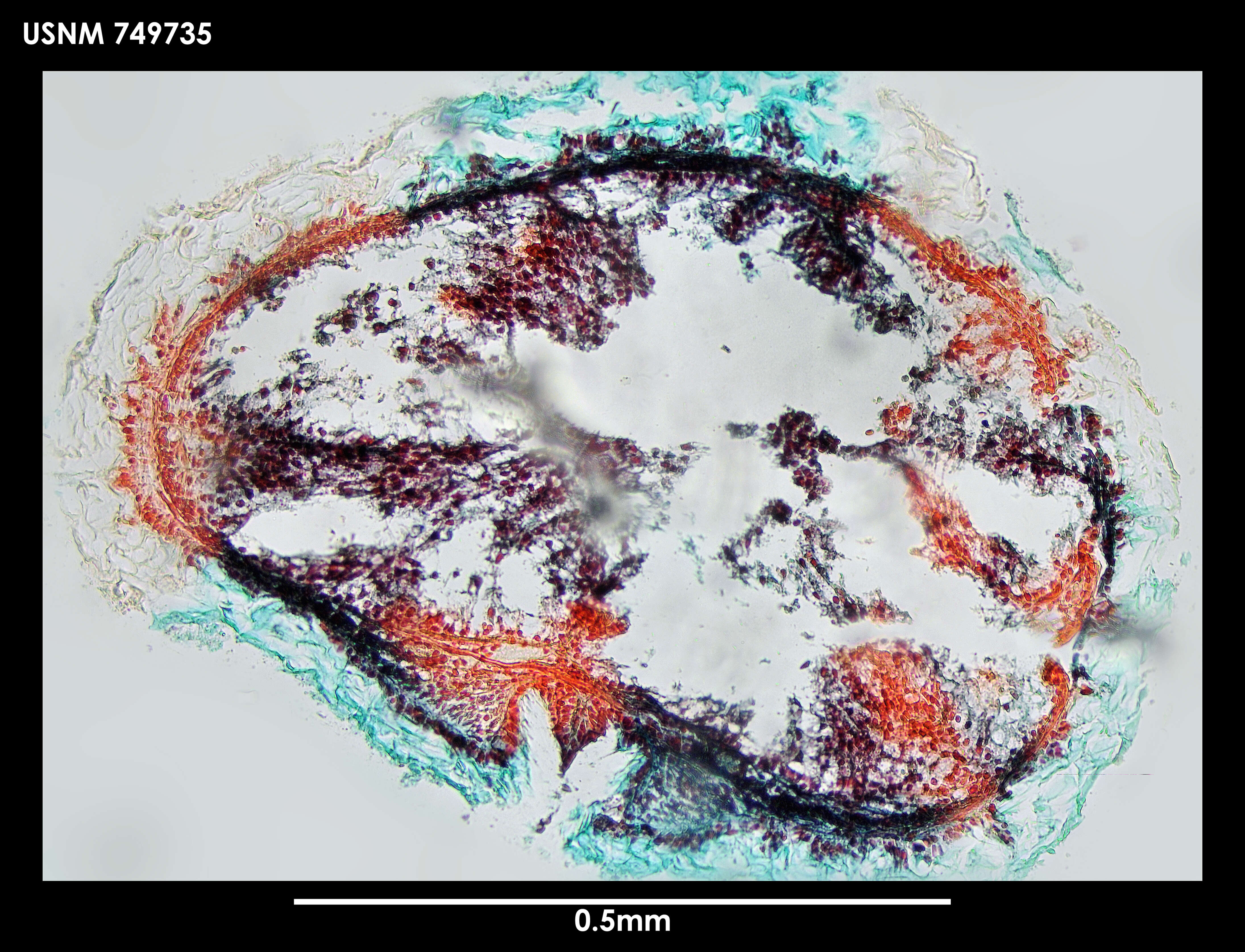 Image of Phyllomenia cornuadentata Salvini-Plawen 1978