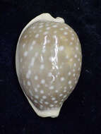 Image of camel cowrie
