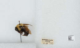 Слика од Bombus affinis Cresson 1864