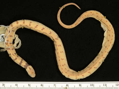 Image of Spotted Coffee Snake