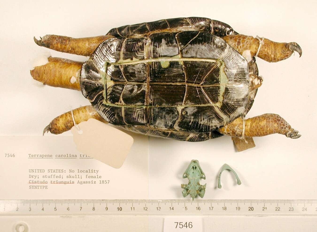 Image of Three-toed box turtle