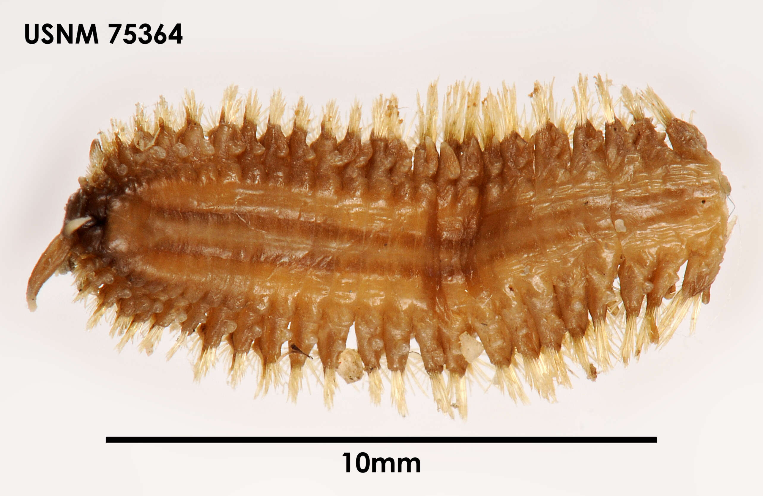 Image of Gorekia crassicirris (Willey 1902)